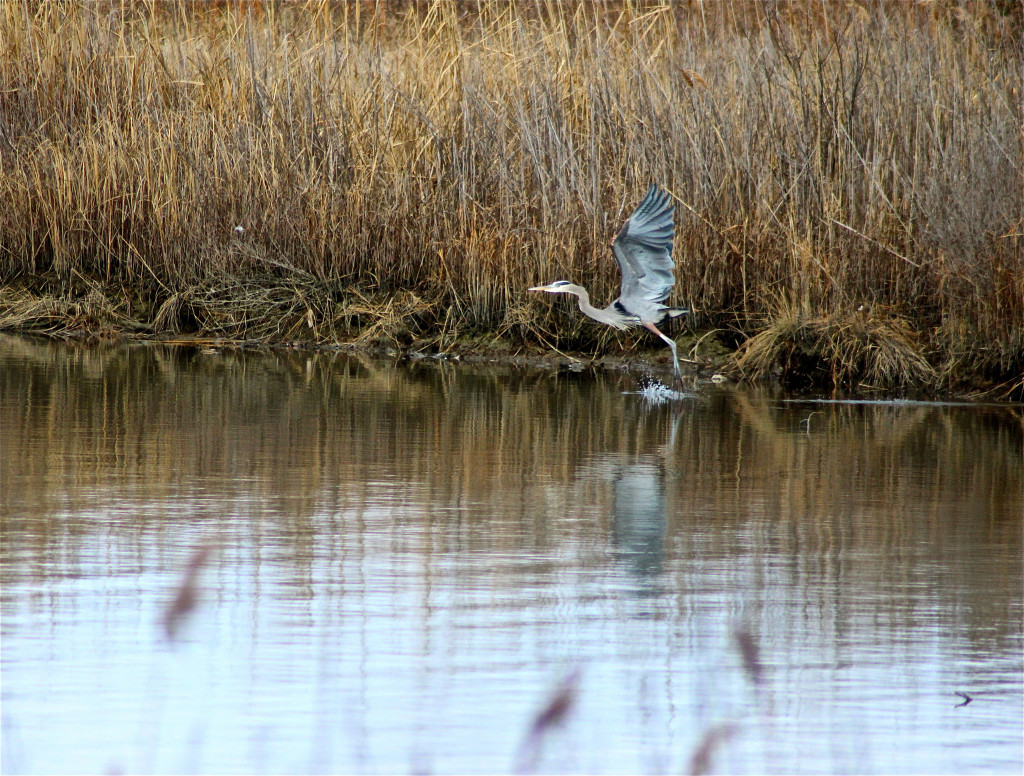 Chesapeake Charities - We make charity happen